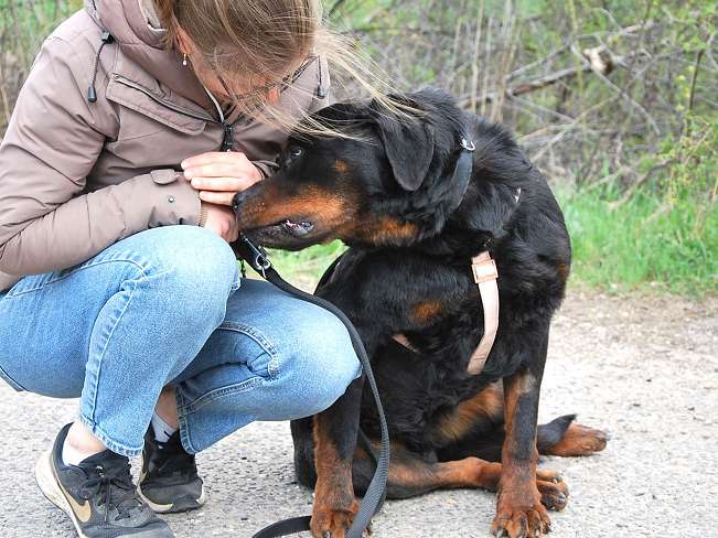 pfotenretterungarn Boris (25)