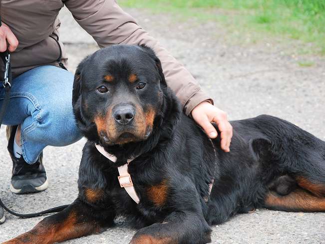 pfotenretterungarn Boris (26)