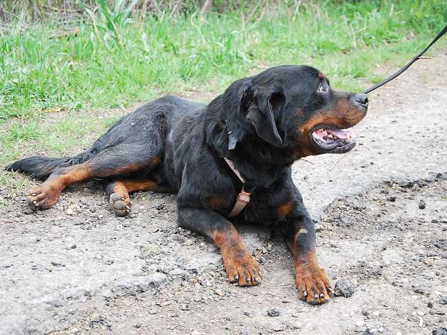 pfotenretterungarn Boris (28)