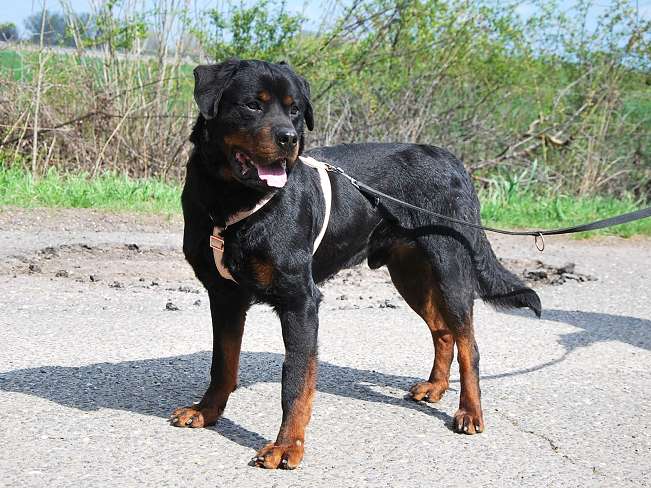 pfotenretterungarn Boris (3)