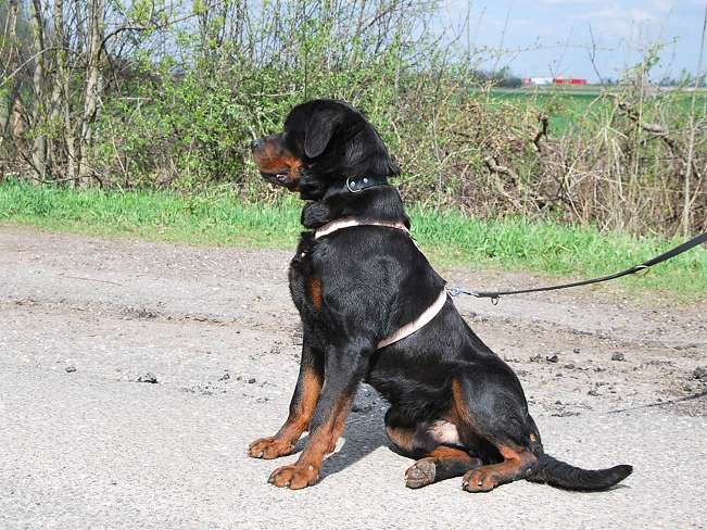 pfotenretterungarn Boris (31)