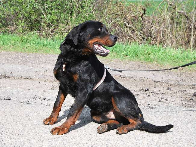 pfotenretterungarn Boris (32)