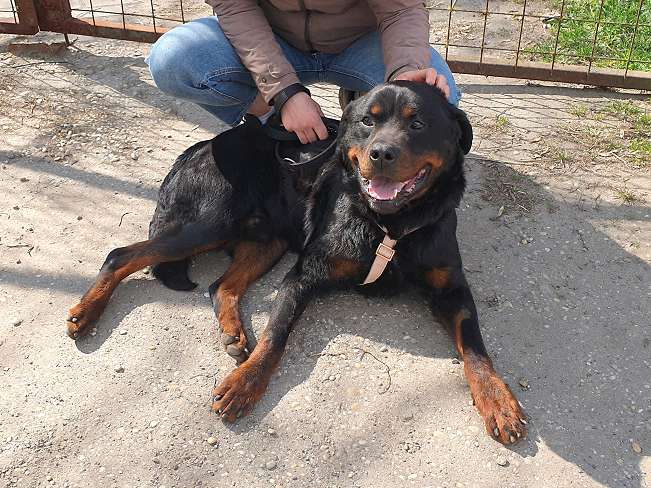 pfotenretterungarn Boris (33)