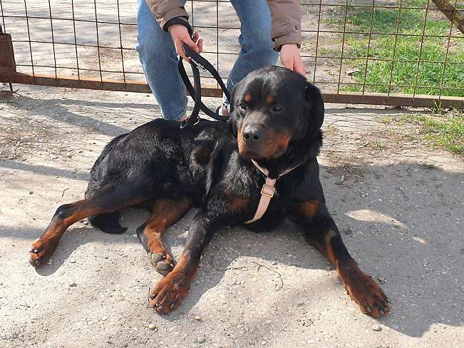 pfotenretterungarn Boris (34)