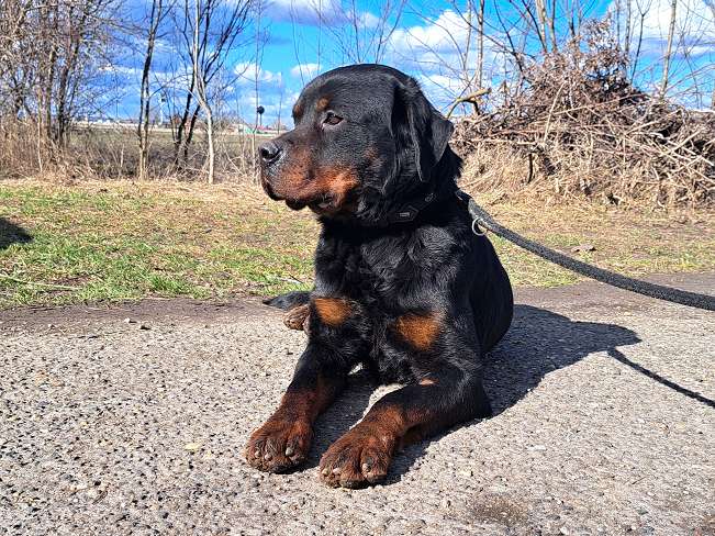 pfotenretterungarn Boris (35)