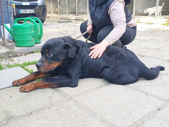 pfotenretterungarn Boris (36)