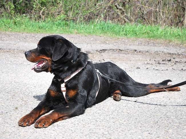 pfotenretterungarn Boris (6)