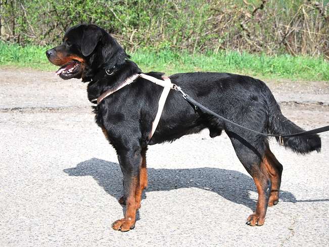 pfotenretterungarn Boris (7)