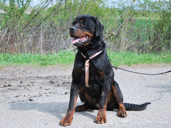 pfotenretterungarn Boris (8)