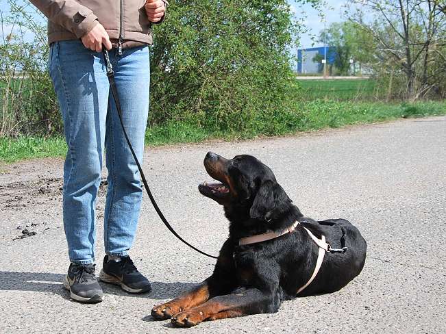 pfotenretterungarn Boris (9)