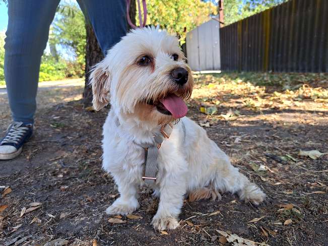 pfotenretterungarn Fleur (9)