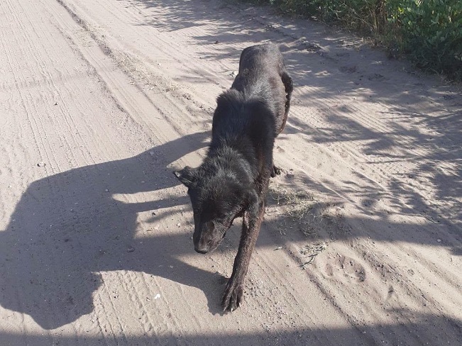 pfotenretterungarn Linus (14)