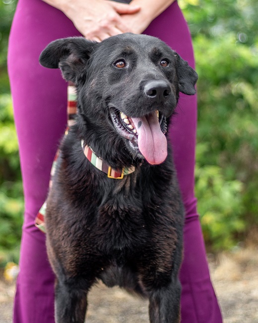 pfotenretterungarn Linus (9)