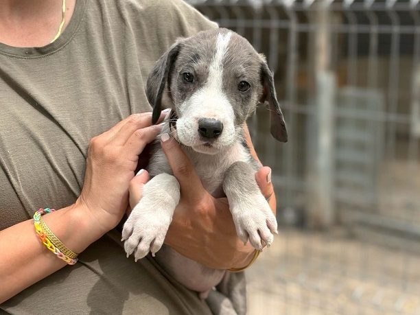 pfotenretterungarn Little Hugo (10)