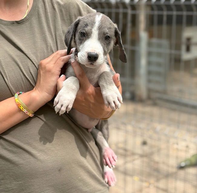 pfotenretterungarn Little Hugo (10)
