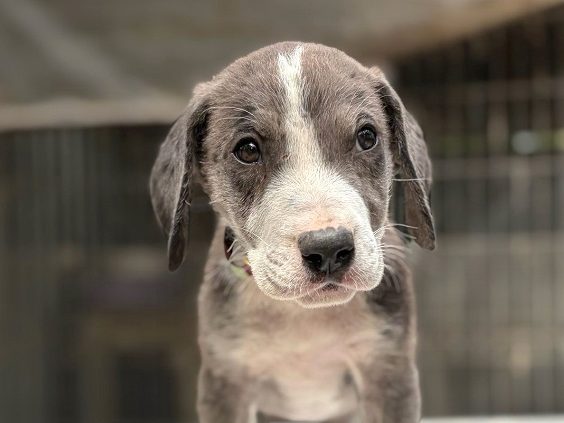 pfotenretterungarn Little Hugo (13)