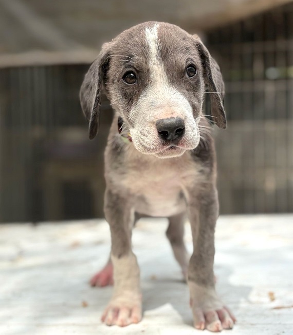 pfotenretterungarn Little Hugo (13)