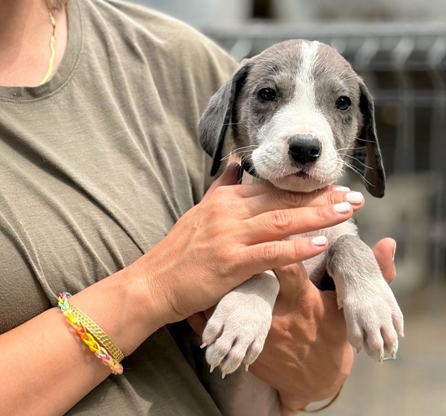 pfotenretterungarn Little Hugo (2)