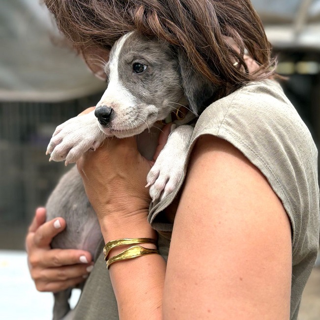 pfotenretterungarn Little Hugo (8)