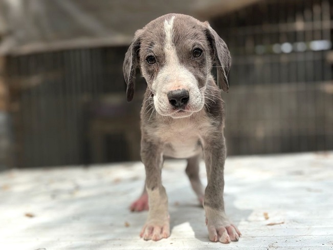 pfotenretterungarn Little Hugo (9)