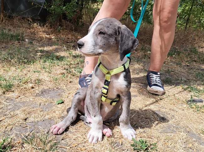 pfotenretterungarn Little Hugo Sep-26 (4)