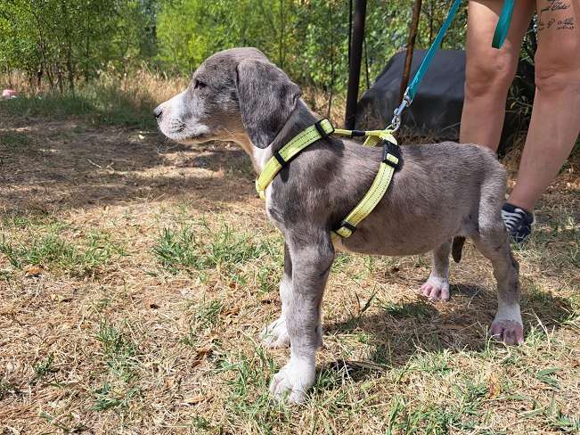 pfotenretterungarn Little Hugo Sep-26 (5)