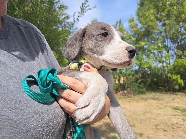 pfotenretterungarn Little Hugo Sep-26 (6)