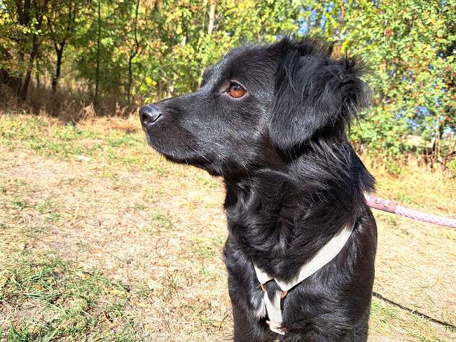 pfotenretterungarn Hazel (10)