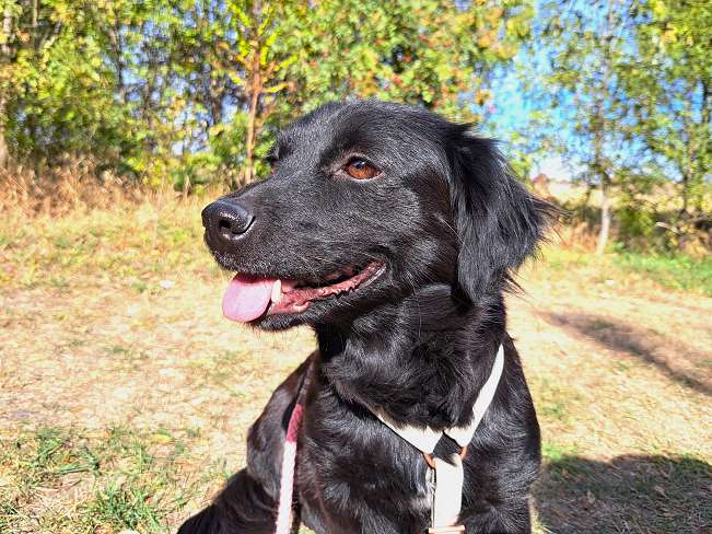 pfotenretterungarn Hazel (11)
