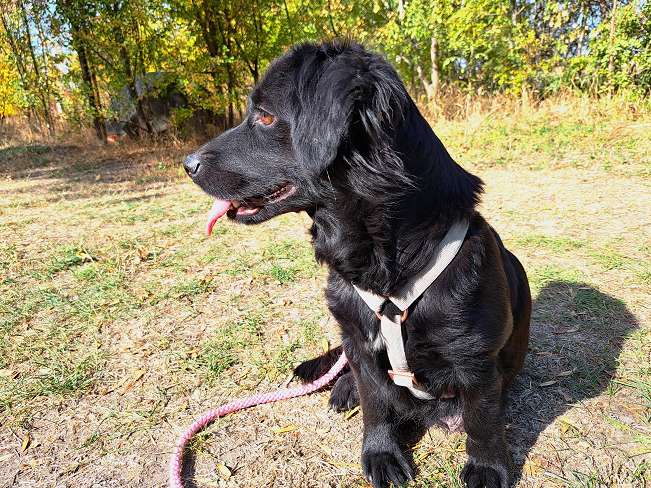 pfotenretterungarn Hazel (12)