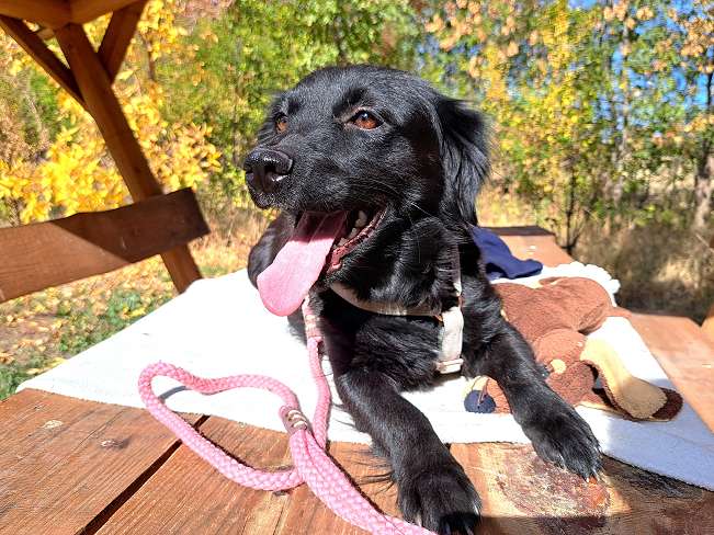 pfotenretterungarn Hazel (13)