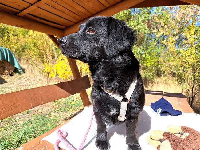 pfotenretterungarn Hazel (14)