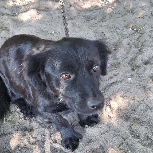 pfotenretterungarn Hazel (18)