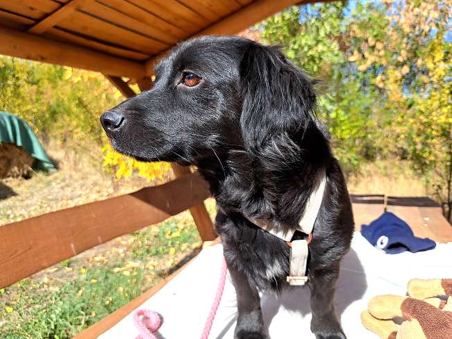 pfotenretterungarn Hazel (5)