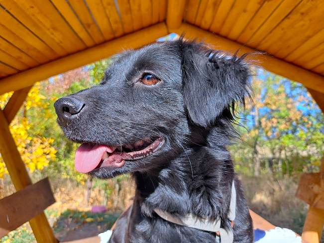 pfotenretterungarn Hazel (8)