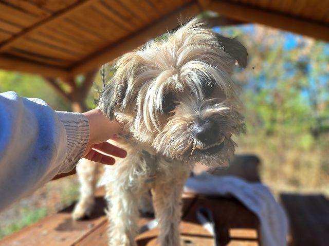 pfotenretterungarn Mochi (13)