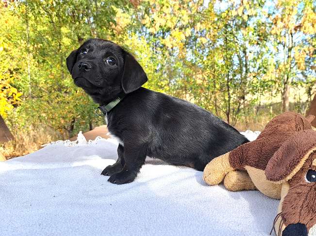 pfotenretterungarn Raven (3)